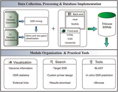 TriticeaeSSRdb: a comprehensive database of simple sequence repeats in Triticeae